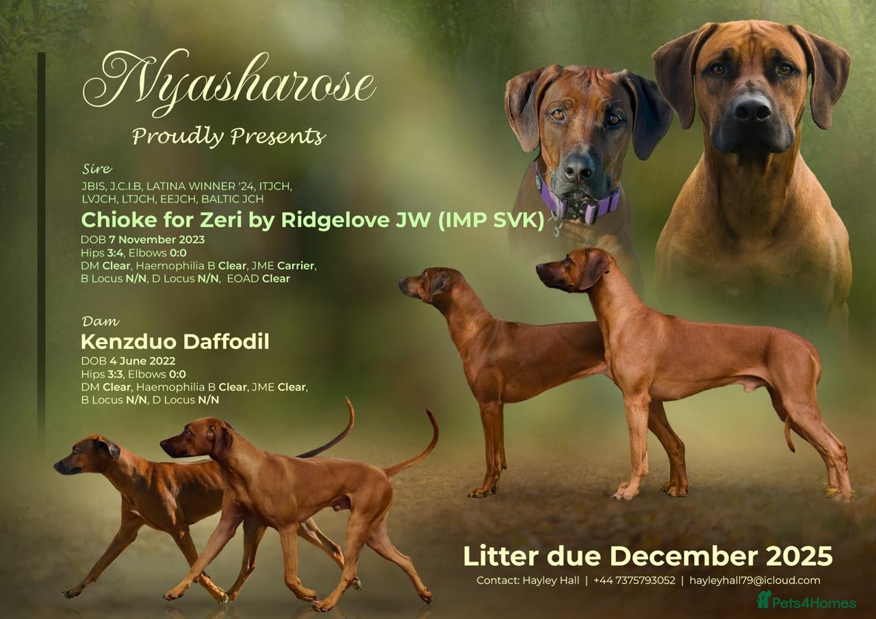 Rhodesian Ridgeback dogs Nyasharose ridgebacks  - Advert 1