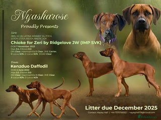 Rhodesian Ridgeback dogs Nyasharose ridgebacks - Advert 3