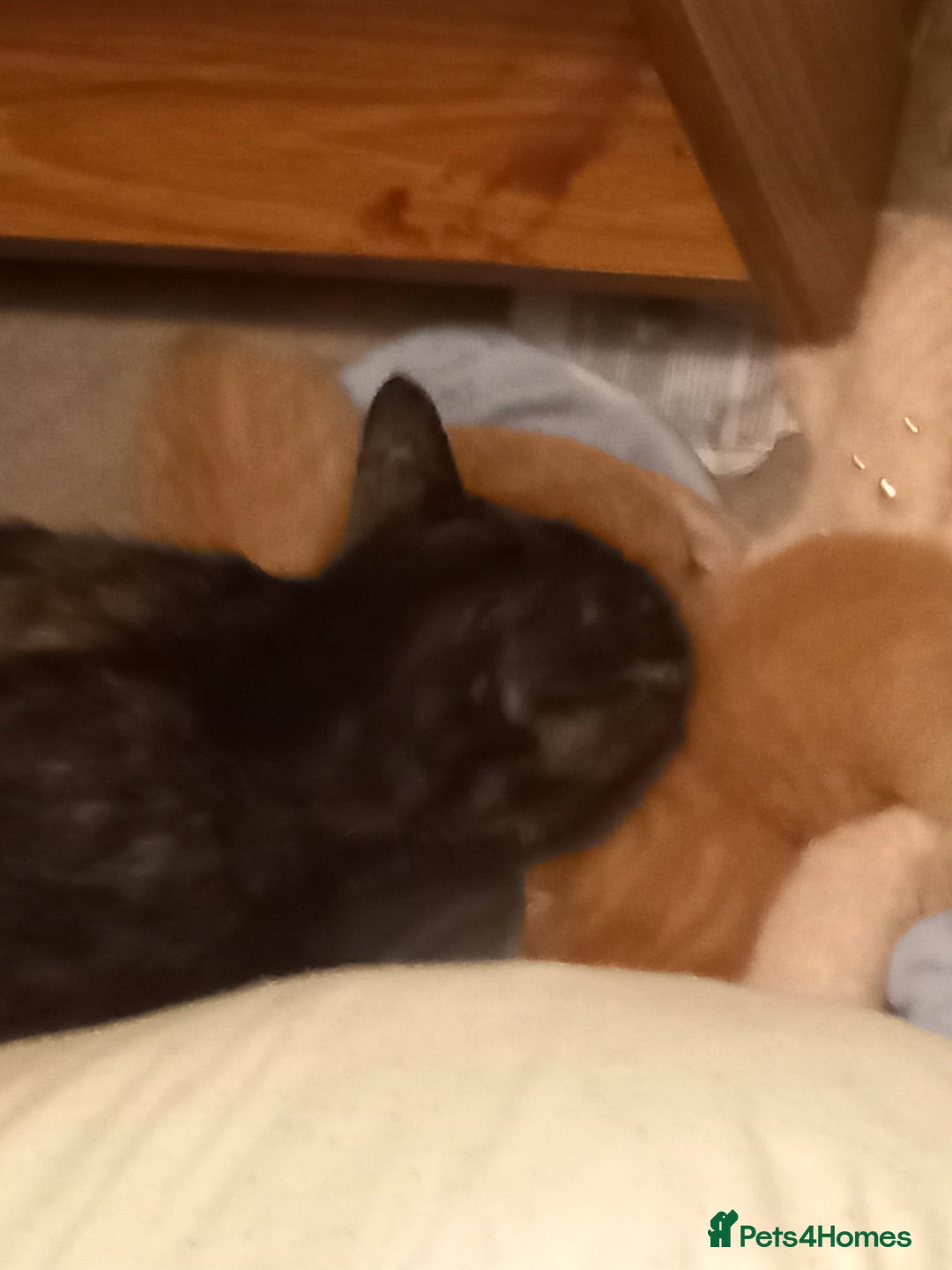 Mixed Breed cats for sale: Beautiful ginger kittens, I have both parents - Image 6