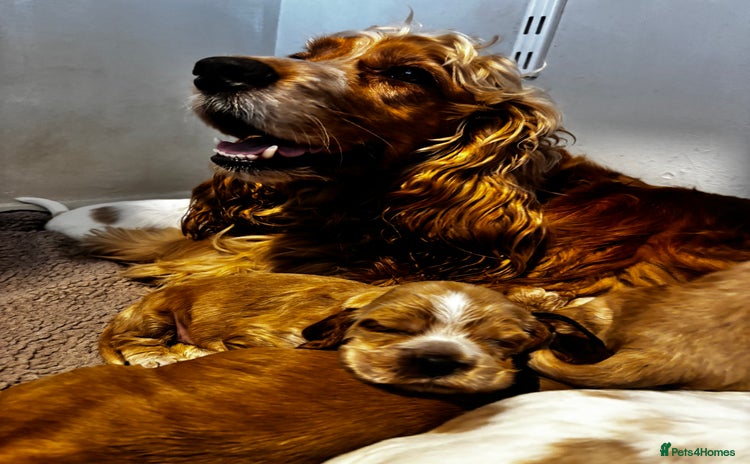Cocker Spaniel dogs - Advert 9