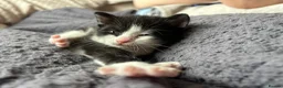 Mixed Breed cats for sale: 3 female kittens available.  - Advert 6