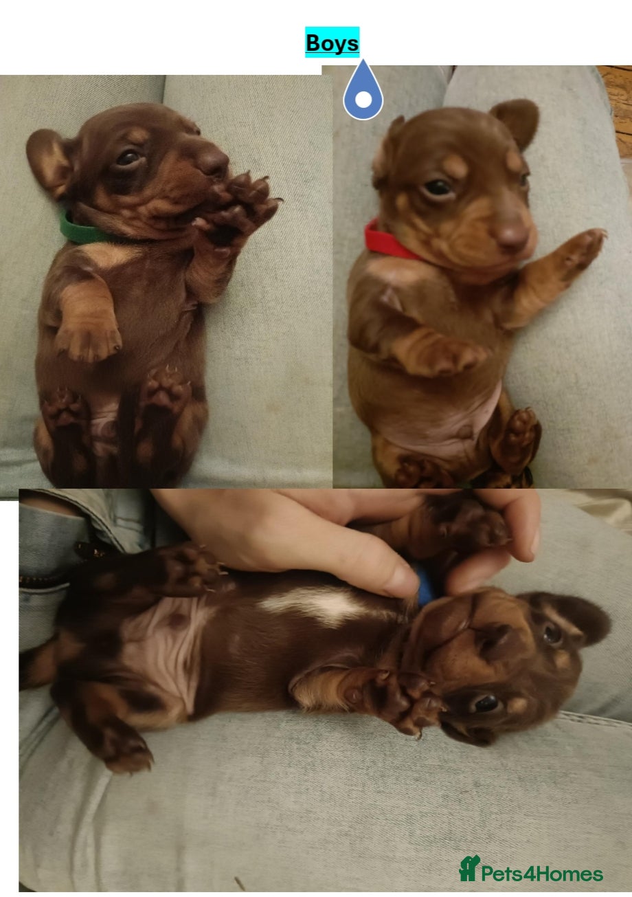 Miniature Dachshund dogs Chocolate mini dachshund - Advert 2