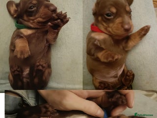 Miniature Dachshund dogs Chocolate mini dachshund - Advert 2
