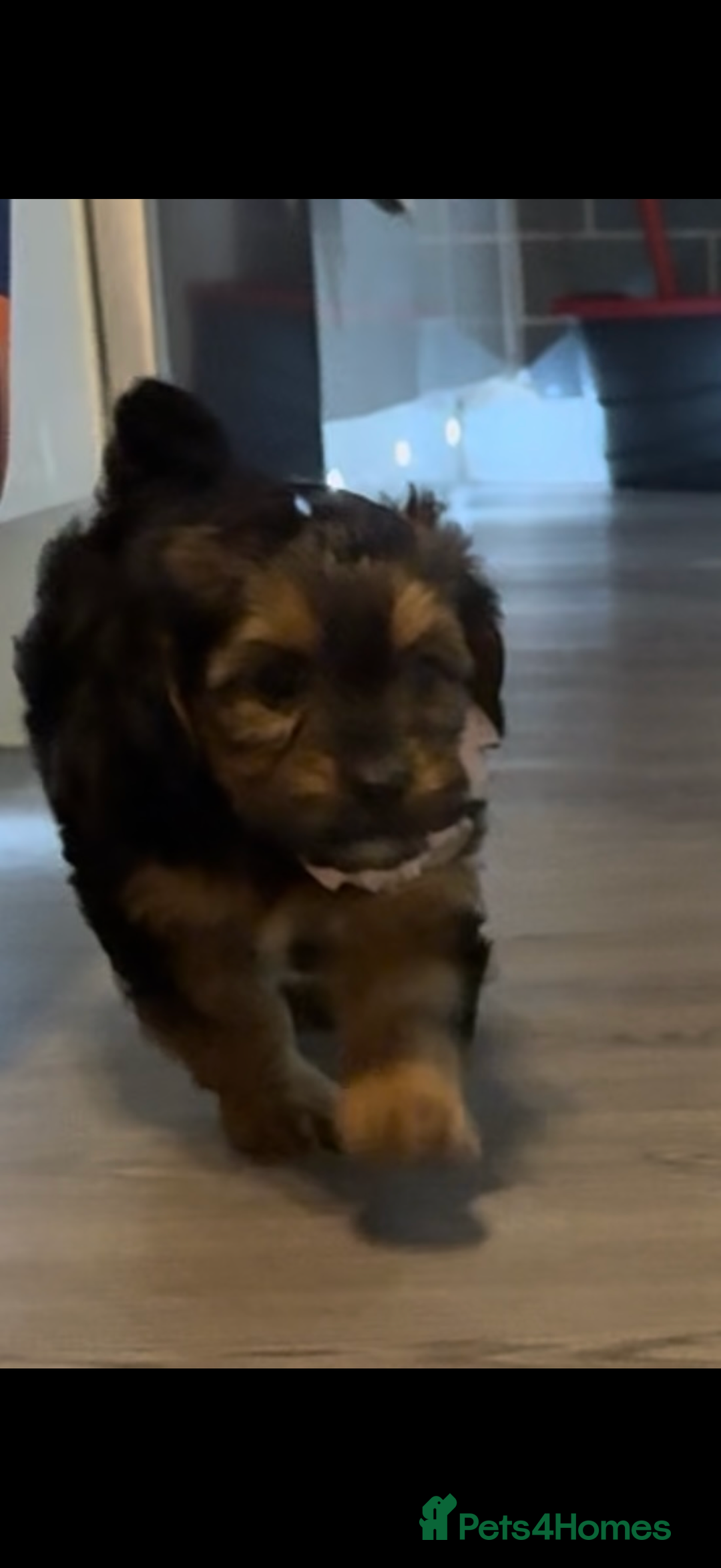 Mixed Breed dogs for sale: Shihtzu cross cocapoo (shihpoo) puppies  - Advert 13