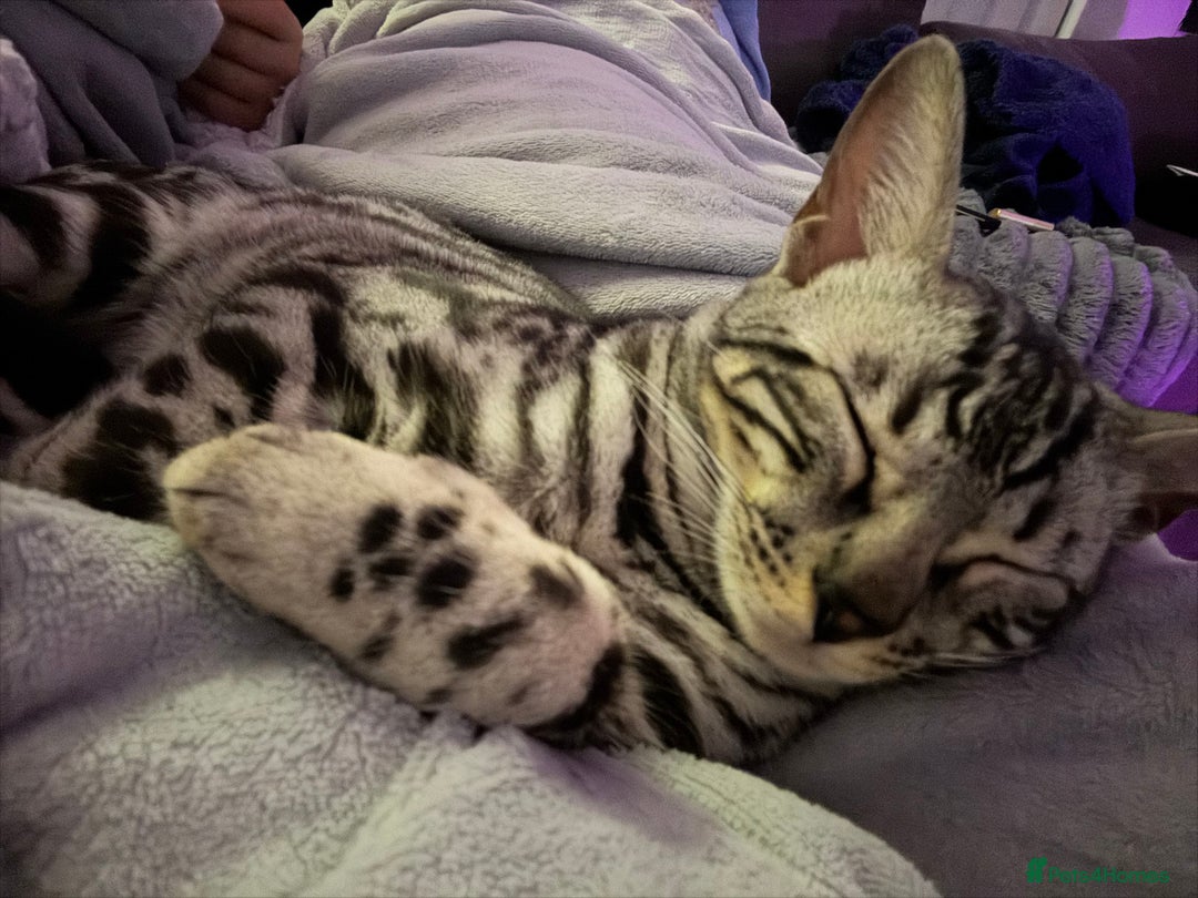 Bengal cats for sale: Silver rosetted Bengal🐆❤️ - Image 12