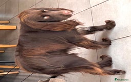 Cocker Spaniel dogs for sale: Cute male dog looking for its forever home - Image 2