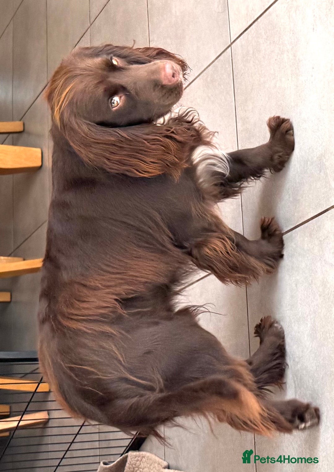 Cocker Spaniel dogs for sale: Cute male dog looking for its forever home - Image 2