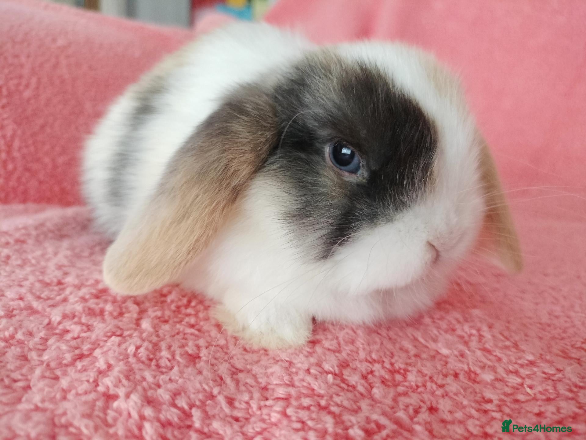 Mini Lop rabbits Baby mini lops for sale  - Advert 17