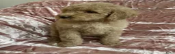 Goldendoodle dogs for sale: Beautiful doodles looking for forever homes - Advert 29