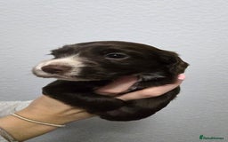 Cocker Spaniel dogs for sale: Stunning working cocker spaniel pups  - Advert 13