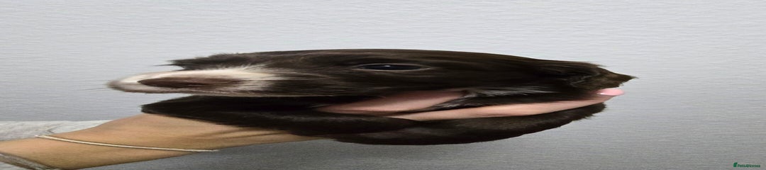 Cocker Spaniel Puppy 3