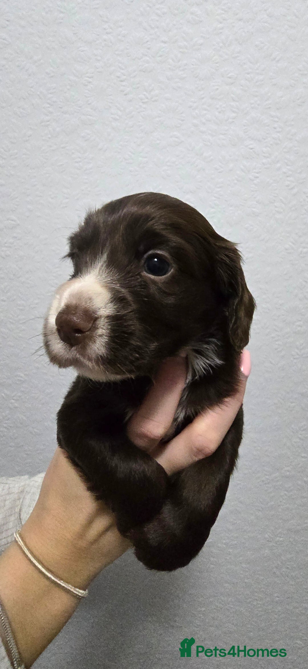 Cocker Spaniel dogs for sale: Stunning working cocker spaniel pups  - Advert 13