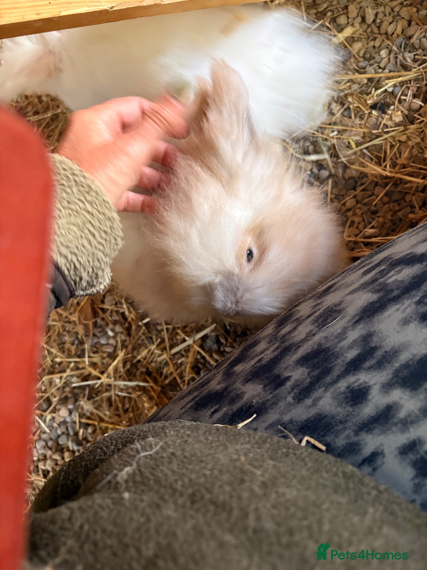 Angora rabbits Beautiful full faced Cream & white angora babies  - Advert 2