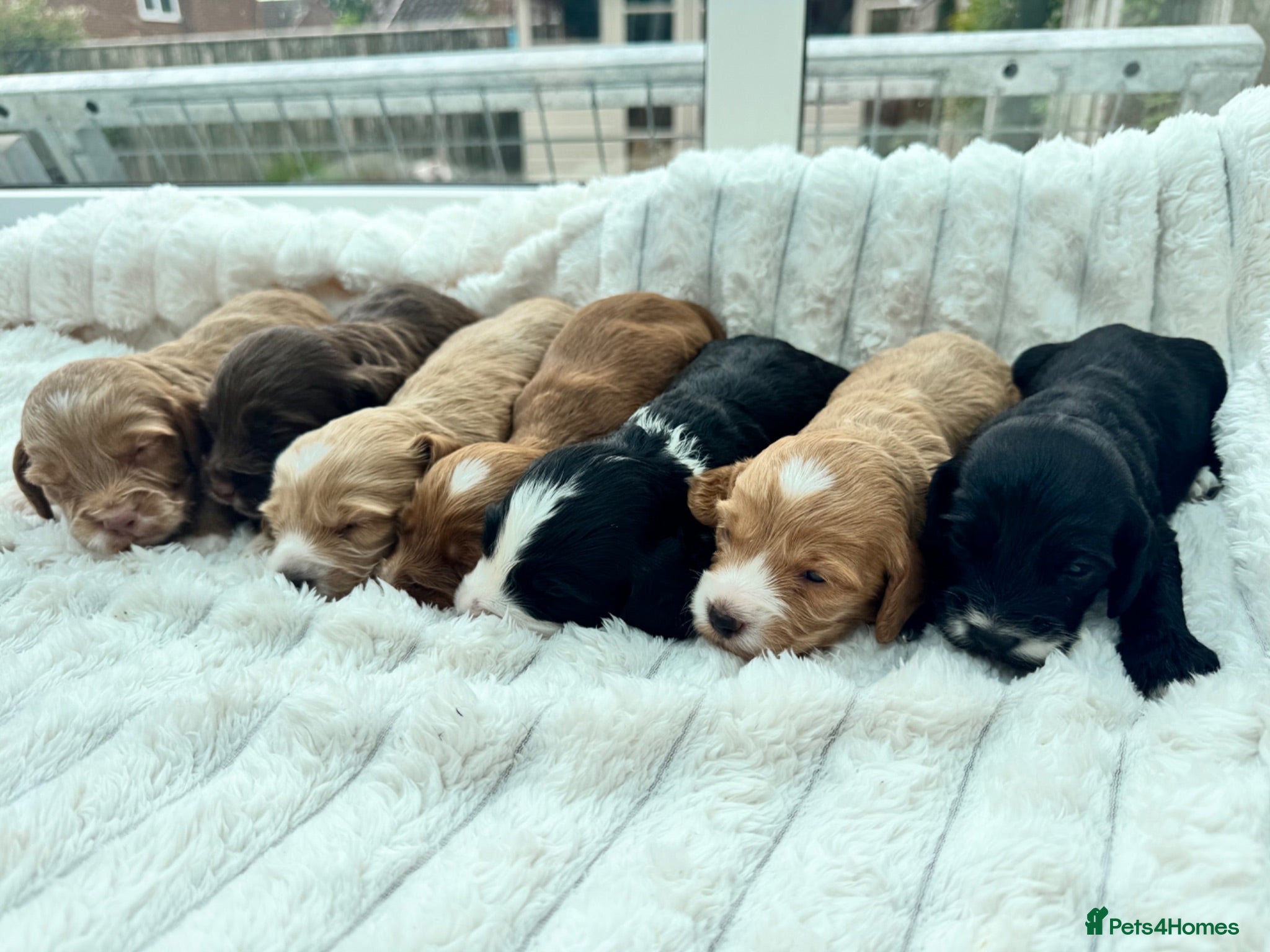 Cockapoo dogs Beautiful F1 cockapoo puppies  - Advert 2