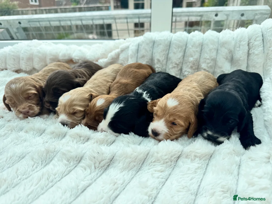 Cockapoo dogs for sale: Beautiful F1 cockapoo puppies  - Advert 2