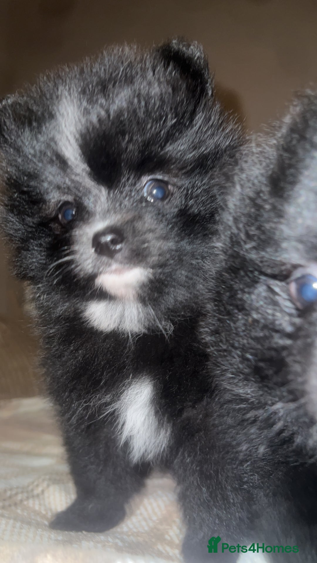 Pomeranian dogs for sale: Pomeranian puppies  - Image 6