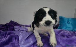 English Springer Spaniel dogs for sale: ⭐️ Ready Stunning KC DNA Vetted, home Ess Pups ⭐️ - Image 40