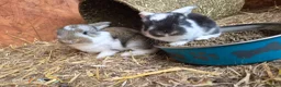 French Lop rabbits for sale: 10 beautiful show quality french lop kits  - Advert 29