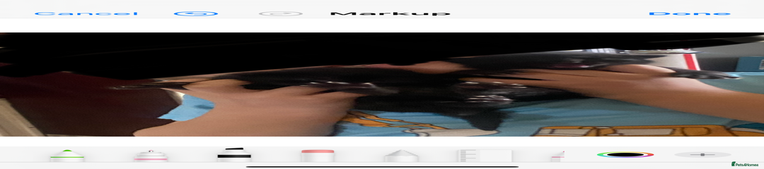 Mixed Breed Kitten 2