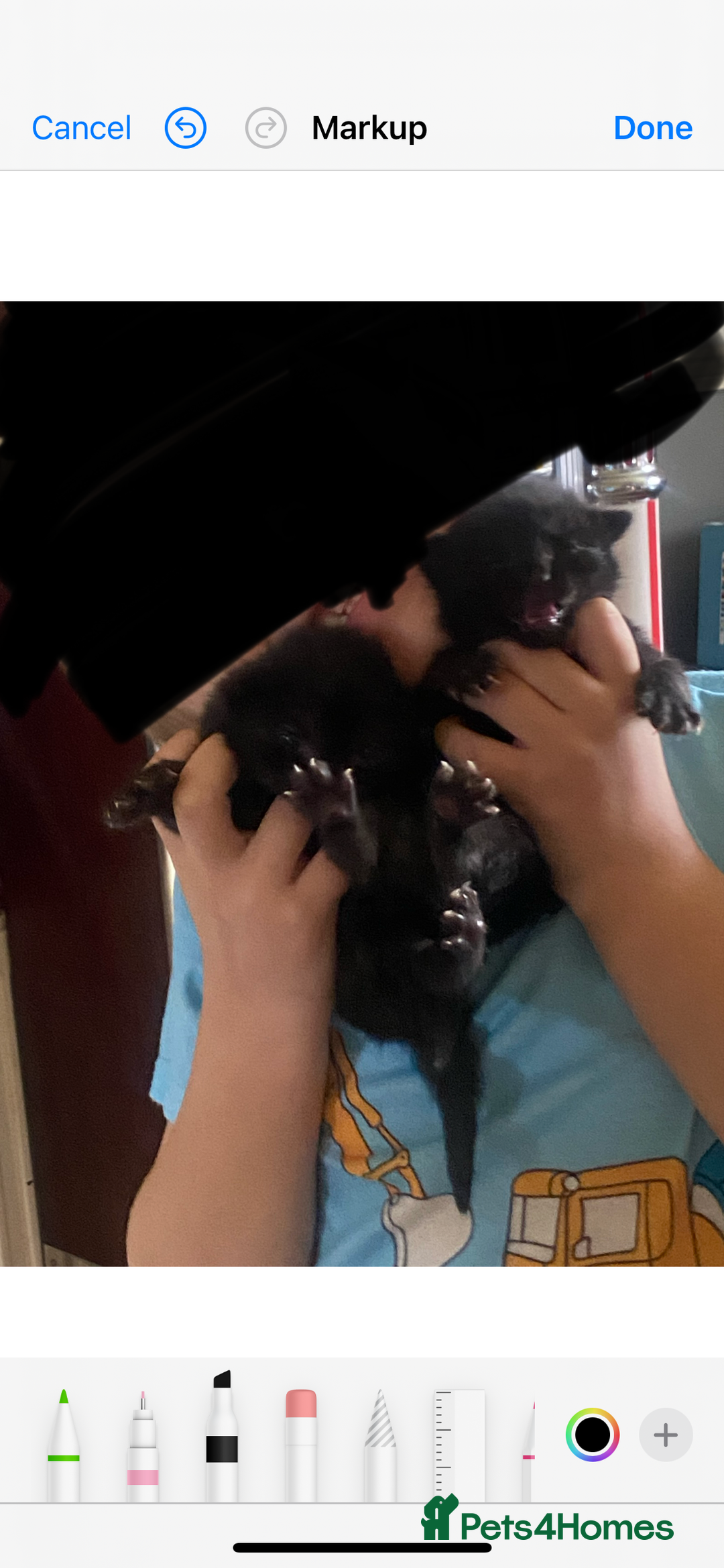 Mixed Breed cats for sale: Mixed breed kittens  - Advert 4