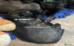 German Shepherd dogs for sale: German shepherd puppies  - Image 14