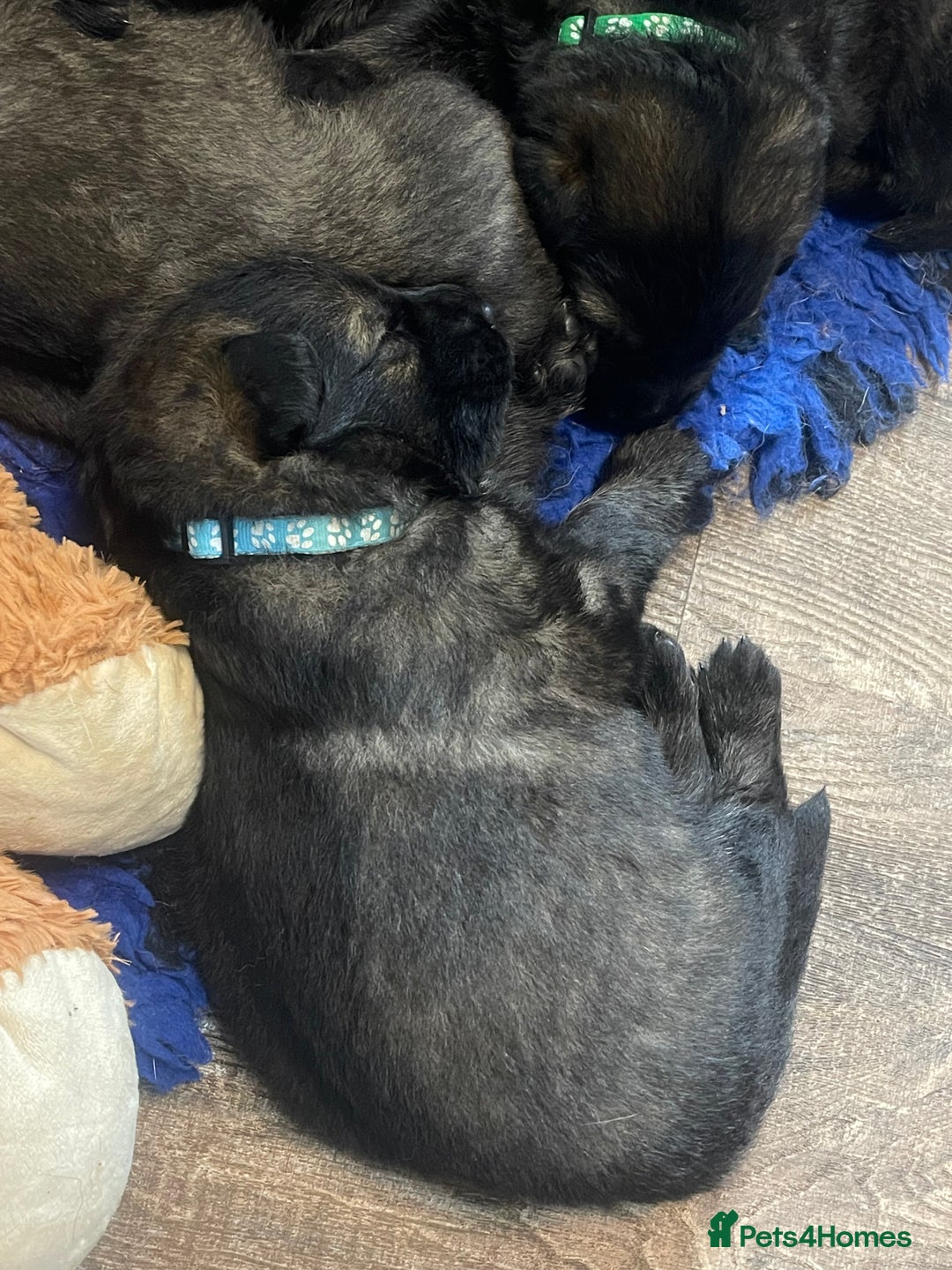 German Shepherd dogs for sale: German shepherd puppies  - Image 14