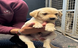 Labrador Retriever dogs for sale: Kc Registered yellow Labrador puppies - Image 8