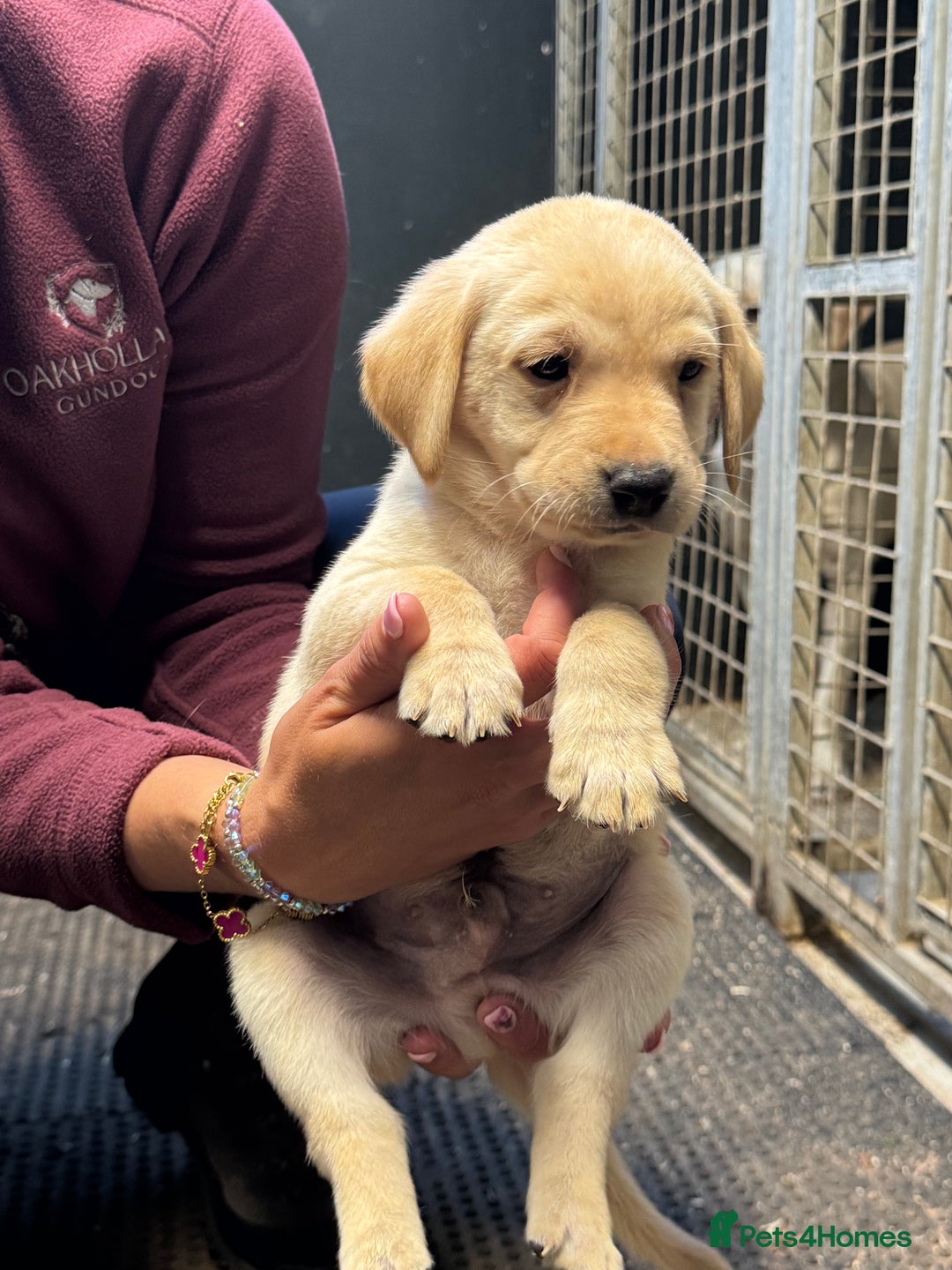 Labrador Retriever dogs for sale: Kc Registered yellow Labrador puppies - Image 8