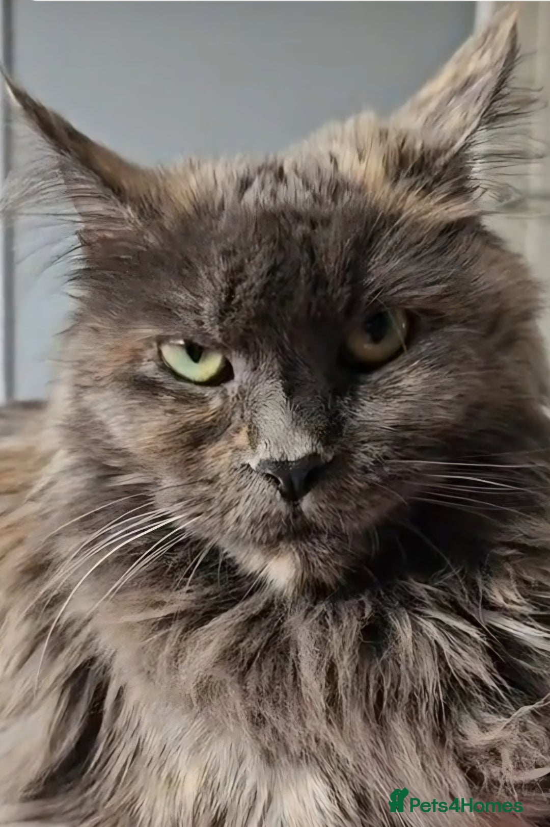 Maine Coon cats for sale: Maine Coon Kittens for Sale –2 Gi - Advert 1