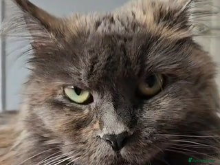 Maine Coon cats Maine Coon Kittens for Sale –2 Gi - Advert 1