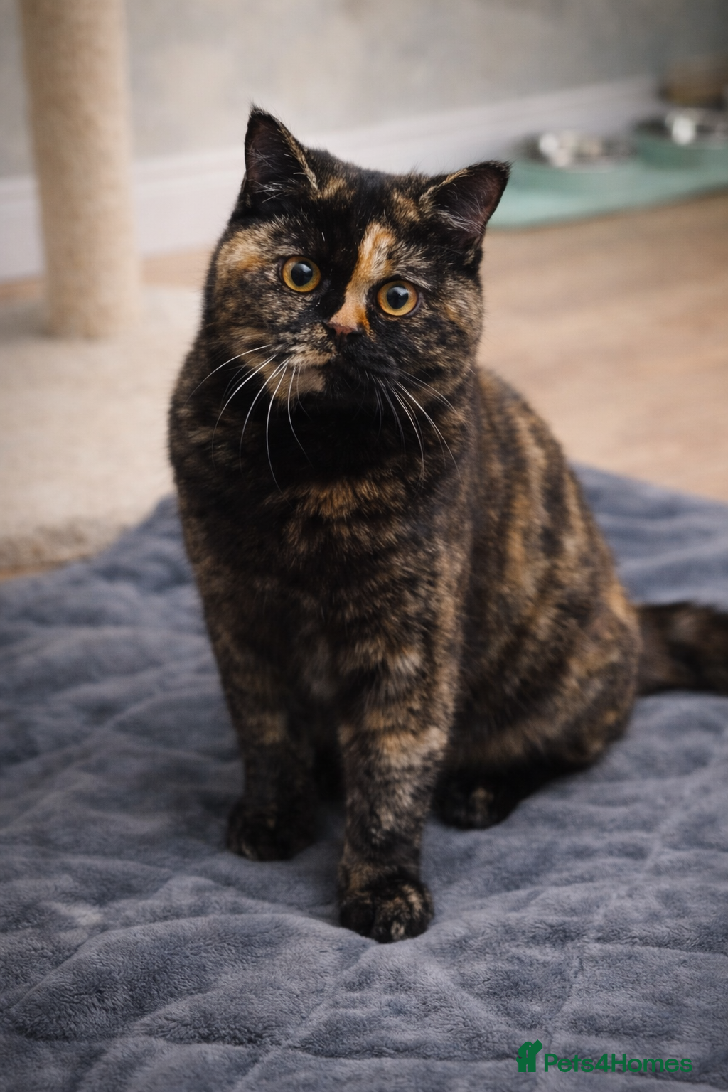 British Shorthair cats 18 Week RARE Tortoiseshell British Shorthair Girl - Advert 6