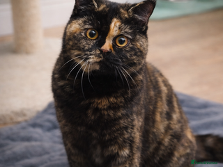 British Shorthair cats 18 Week RARE Tortoiseshell British Shorthair Girl - Advert 6