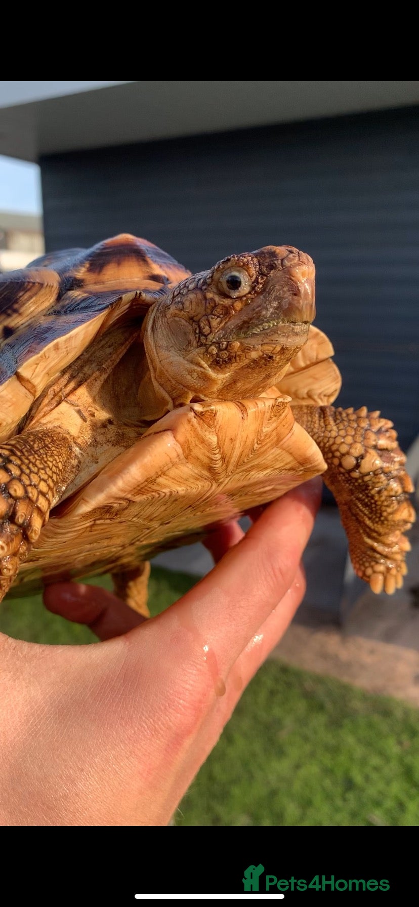 Tortoise reptiles LEOCATA TORTOISE 4 YEARS OLD - Advert 2