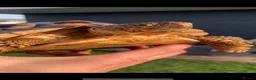 Tortoise reptiles for sale: LEOCATA TORTOISE 4 YEARS OLD - Advert 2