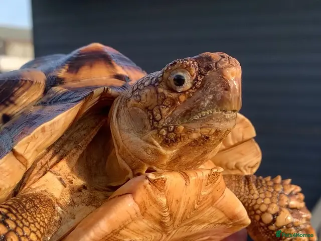 Tortoise reptiles LEOCATA TORTOISE 4 YEARS OLD - Advert 2