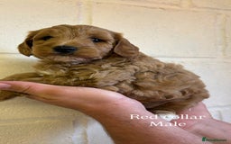 Cockapoo dogs for sale: F1b cockapoo pups  in Pickering - Image 13