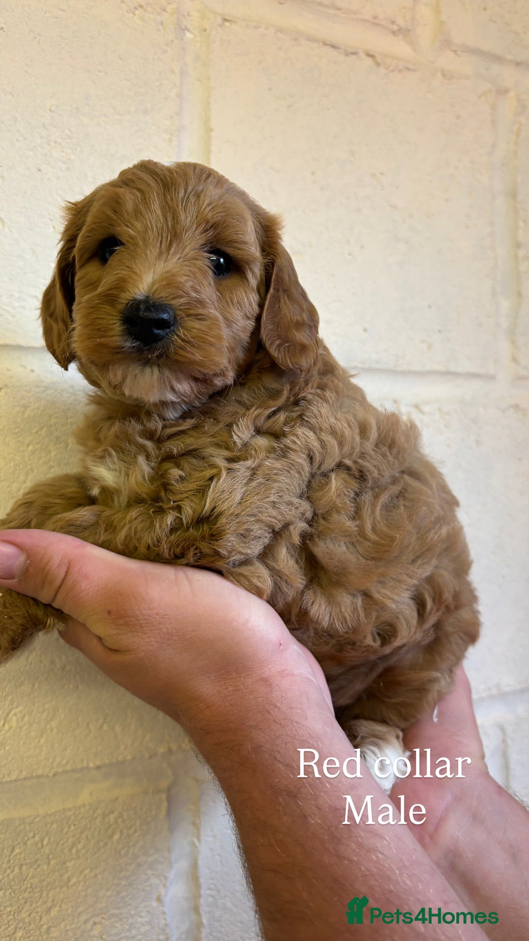Cockapoo dogs for sale: F1b cockapoo pups  in Pickering - Image 13