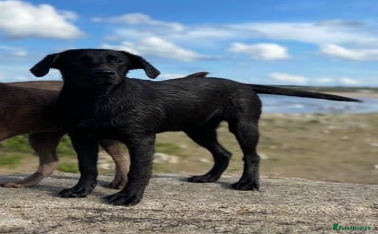 Labrador Retriever dogs - Advert 5