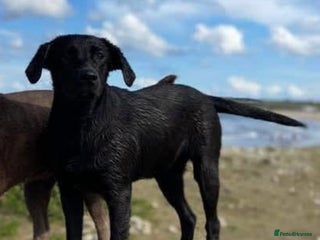 Labrador Retriever dogs - Advert 34