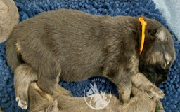 German Shepherd dogs for sale: KC health tested top quality german shepherds - Image 15