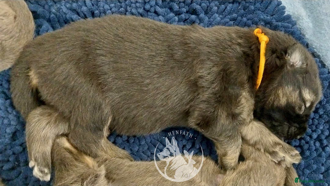 German Shepherd dogs for sale: KC health tested top quality german shepherds - Image 15