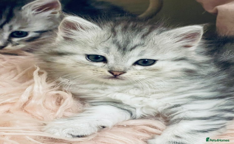 Siberian cats - Advert 12