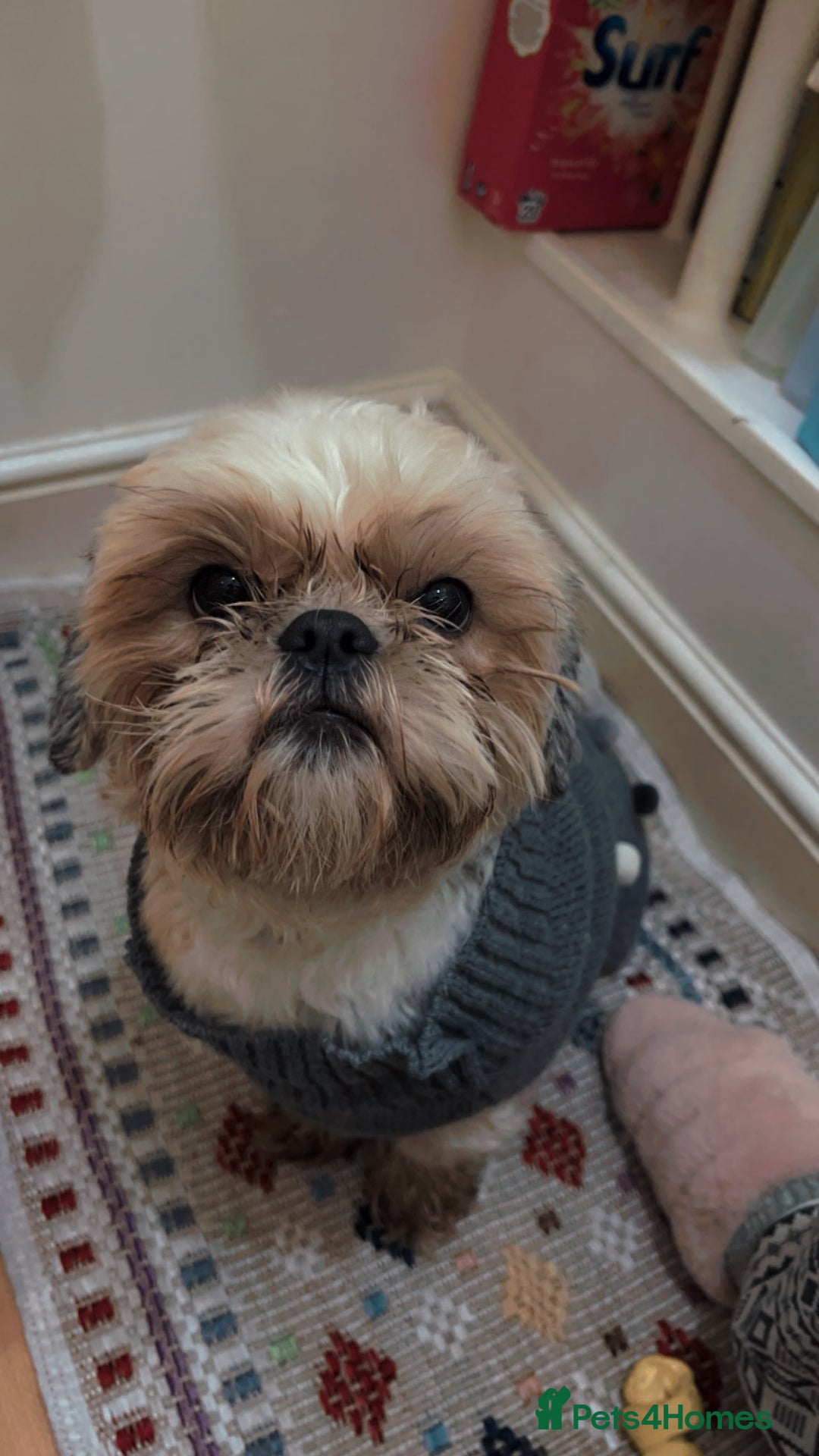 Shih Tzu dogs for sale: Loving Home Needed for Our Beloved Bonded Pair ✨ - Advert 3