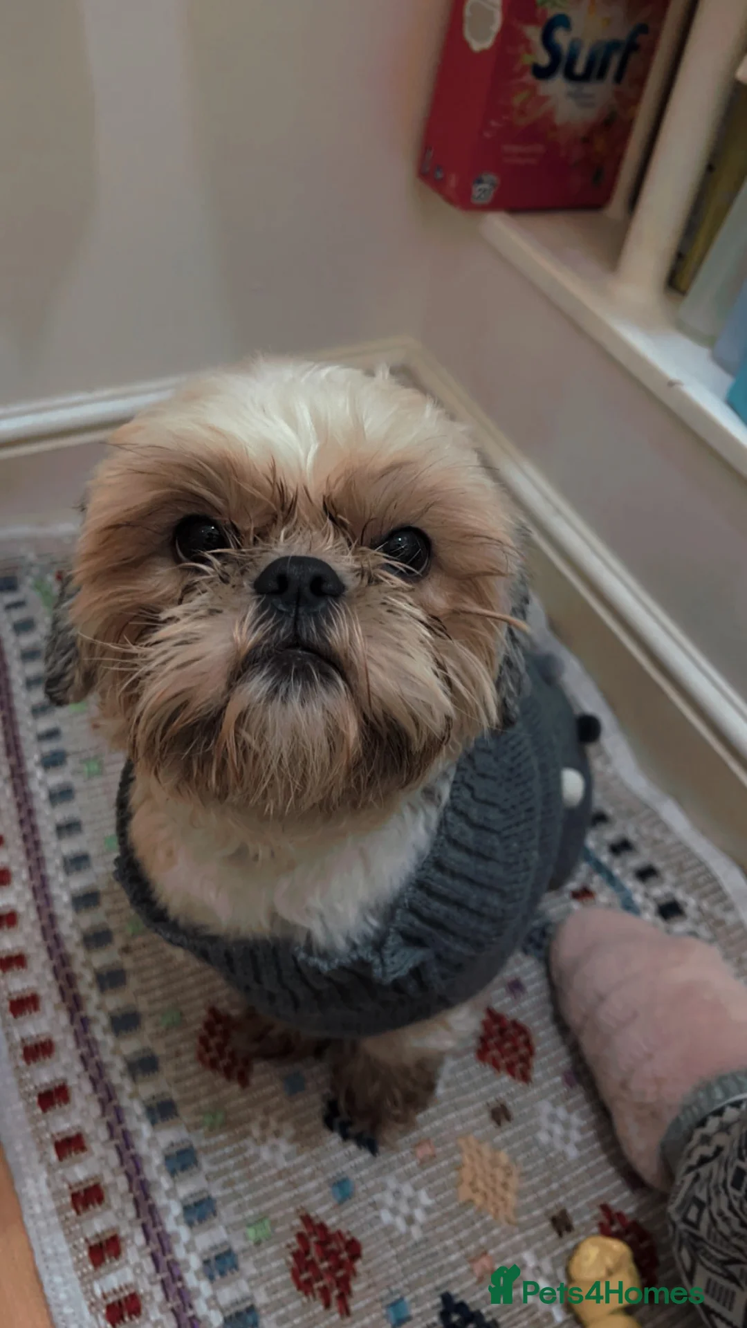 Shih Tzu dogs for sale: Loving Home Needed for Our Beloved Bonded Pair ✨ - Advert 3