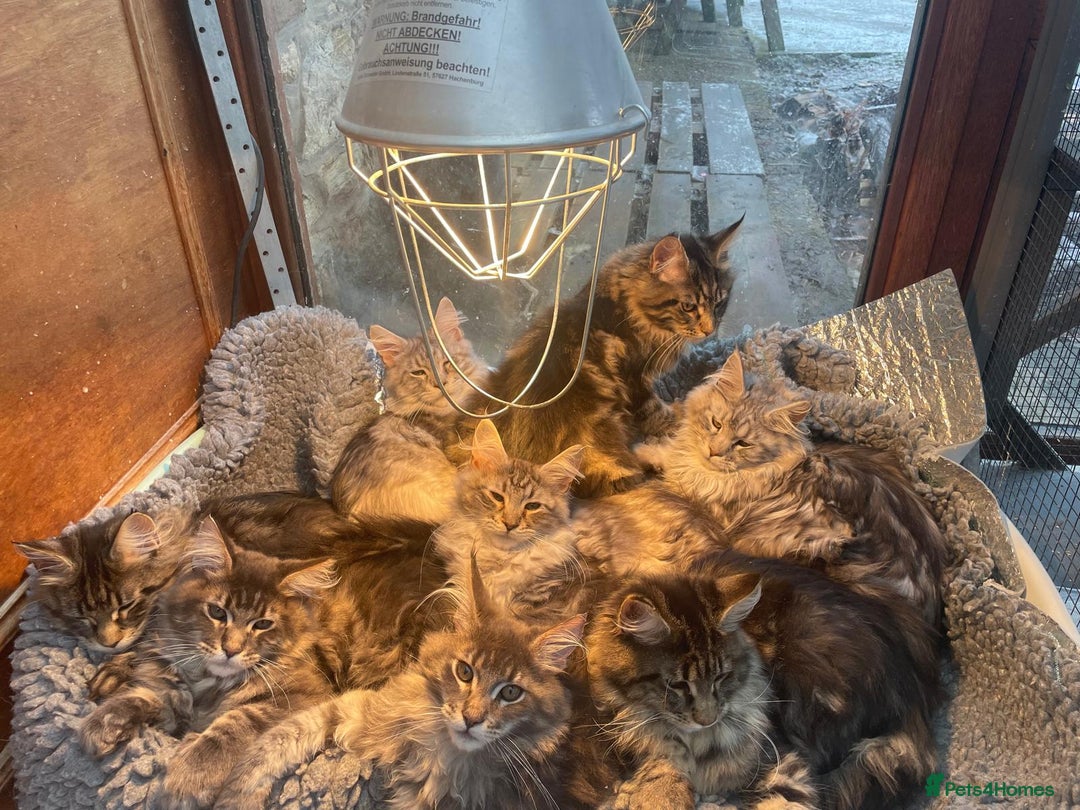 Maine Coon cats for sale: Stunning Maine Coon kittens - Advert 2