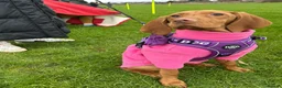 Hungarian Vizsla dogs for sale: 18 month old Hungarian viszla for sale  in Leeds - Advert 4
