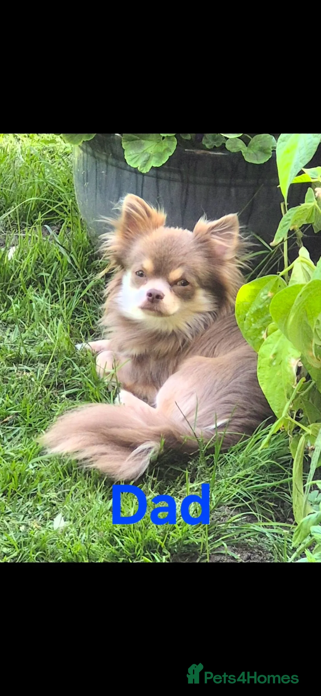Chihuahua dogs for sale: 3 Beautiful KC Reg Chihuahua puppies - Advert 2