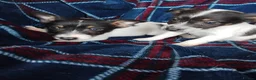 Jack Russell dogs for sale: Jack russell pups for sale - Advert 19