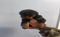 Rottweiler dogs for sale: 🐾 Pure Bred Rottweiler Puppies 🐾 - Image 6