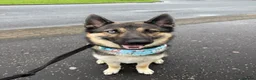 Mixed Breed dogs for stud: Cerberus  - Advert 4
